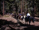 horseback riding, forest